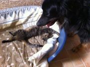 Ruby besetzt Samys Koerbchen